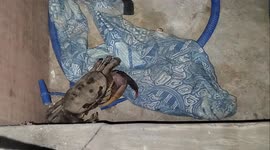When a big crab tries to enter the house in night, it makes the whole house commotion