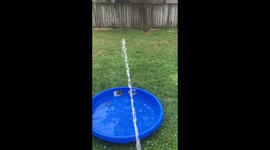 Australian shepherd funny playing with water hose!
