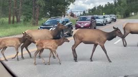 Why did the deer cross the road? Herd stops traffic on Colorado highway