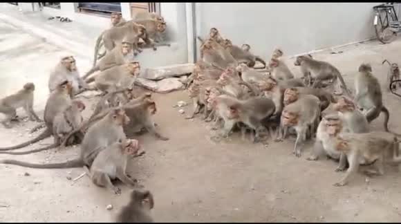 When two tribes go to war! Groups of monkeys clash in southern India
