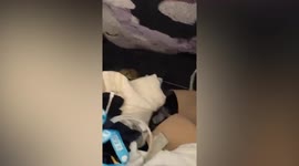 Student finds TOAD in her suitcase after travelling 5,000 miles from Thailand to Wales