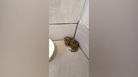 Student finds TOAD in her suitcase after travelling 5,000 miles from Thailand to Wales (with photos)