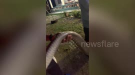 Massing 12ft-long king cobra caught relaxing in the back of a pickup truck