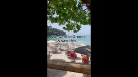 Lost kitten in Greece being looked after by a bar owner and her ginger cat