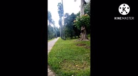 Peradeniya Royal Botanical Garden, Kandy, Srilanka.