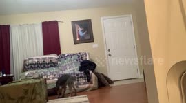 My dog always steals my clothes so I was trying to catch him but instead he stole my phone!