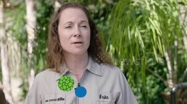 Mossy Leaf Tailed Geckos Show the True Meaning of Camouflage