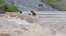 Brave dog swims through fast-flowing water as floods submerge central India