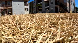 Dry grass at an apartment complex in Corpus Christi, Texas during drought 8-AUG-2022