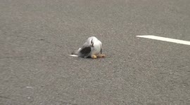 A journalist in South India saves an injured Letter winged Kite from the busy Highway