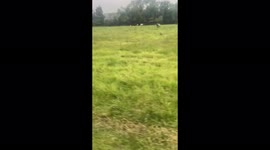 Girl becomes alarmed following unexpected encounter with a herd of cows