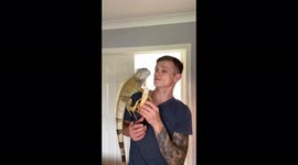 The pet iguana tries to steal the guy's food!
