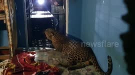 Leopard strays inside house in central Sri Lanka, rescued