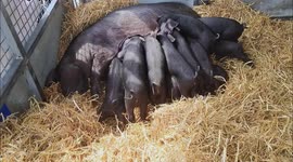 ELEVEN squealing piglets suckling their mother at this year's Royal Welsh Agricultural Show in Builth Wells, UK