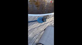 Curious kids watch their dad rescuing and then performing CPR on a squirrel