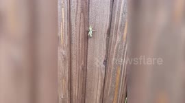 Adorable dog has to wear 'Hannibull-dog Lecter' mask to stop her eating