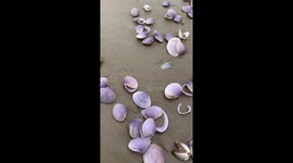 Tons of clams washed ashore due to high waves caused by Storm Mulan
