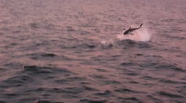 Epic battle between great white shark and seal caught on camera