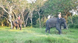 World Elephant Day Celebration Patrol at Way Kambas National Park