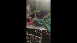 Cat gently nuzzles baby upon their first-ever time seeing each other