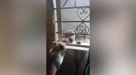 Naughty pet cat scares dog away when it tried to call owner from window