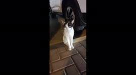 I came out through through the mall and watch this cat roaming near my car. Cat was maybe hungry or maybe lost from their partners. But looking like she needs something for dinner. I really like cats, so I captured the moment. She was meowing .