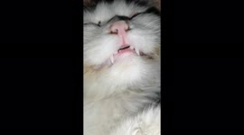 This is how my cat sleeps everytime