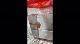 A red honey gourami’s moving at the first night of the home, and it is first time for the carrier too.
