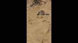 Squirrel comes to visit at the beach