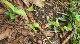 The ants make strange sounds when the man approaches their nest
