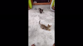 Cute kittens playing with each other in my backyard of my house.