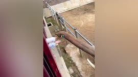 Elephant returns child's shoe that fell into its enclosure at Chinese zoo