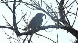 Critically-endangered birds laying eggs on Galapagos
