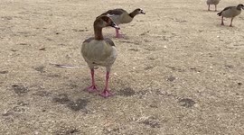 Birds struggle to find food as a severe drought hits London parks