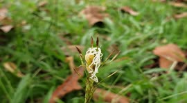 The white fluke tens of centimeters long lives parasitic on the body of the locust