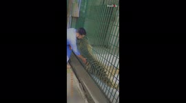 Daredevil drenched in fear & stress after getting his fingers stuck in a tiger's cage