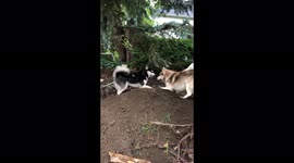 My Alaskan Malamutes Fish and Dotty chasing each other around mounds of dirt is dirty fun
