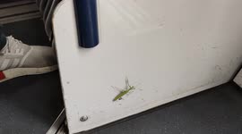 Rare praying mantis spotted in Paris outskirt. It's even rarer to see this insect in the public transports. Tramway 7,Between  Villejuif and Paris. France. 16 aug 2022