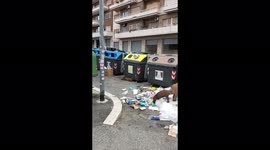 Boar family in Rome: little boars are growing up! #Rome #Cinghiali  2/3