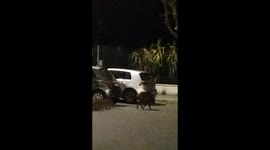 Boar family in Rome: little boars are growing up! #Rome #Cinghiali  3/3