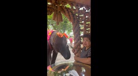 The elephant bows to thanks when tourists give money and food