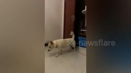 Dog sneaks into owner's bedroom that has air conditioning