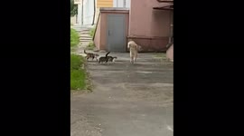 A gang of cats are trying to scare a passing Malamute!