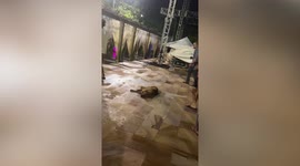 Indifferent stray dog casually sleeps in the middle of loud dance rehearsal in Cambodia