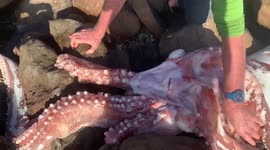 Rare moment GIANT squid washes up dead on shore of South African beach