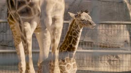 A very special first day for this newborn giraffe