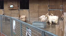 Goat me out of the rain! Farm animals in London farm take shelter from heavy rain