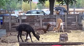 Alpaca crias Cookie, Rolo and Toffee brave the rain at Vauxhall City Farm in London