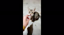 Playing with small cute gray and brown cat baby kid in night time