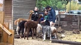 Idylic scene of animals get-together after the rain at Vauxhall City Farm